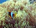 foto de buceo