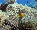 foto de buceo
