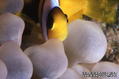 foto de buceo