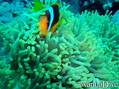 foto de buceo