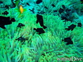 foto de buceo