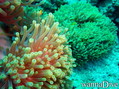 foto de buceo