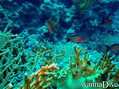 foto de buceo