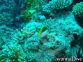 foto de buceo
