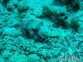 foto de buceo