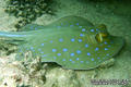 foto de buceo