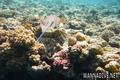 foto de buceo