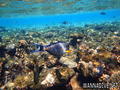 foto de buceo