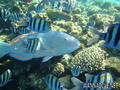 foto de buceo