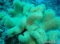 foto de buceo