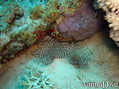 foto de buceo