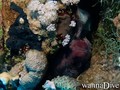 foto de buceo
