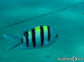 foto de buceo
