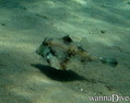 foto de buceo