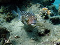 foto de buceo