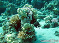 foto de buceo