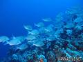 foto de buceo