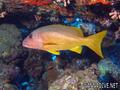 foto de buceo