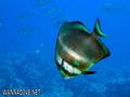 foto de buceo