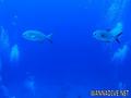 foto de buceo