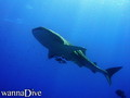 foto de buceo