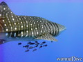 foto de buceo