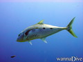 foto de buceo