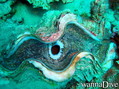 foto de buceo