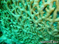 foto de buceo