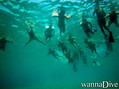 foto de buceo