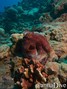 foto de buceo