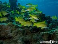 foto de buceo