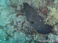 foto de buceo