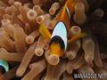 foto de buceo