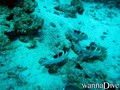 foto de buceo