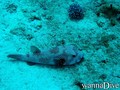 foto de buceo