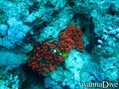 foto de buceo