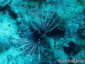foto de buceo