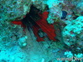 foto de buceo