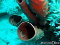 foto de buceo