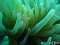 foto de buceo