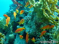 foto de buceo