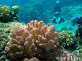 foto de buceo