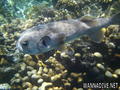 foto de buceo