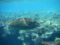 foto de buceo