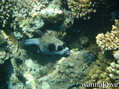 foto de buceo