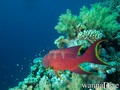 foto de buceo
