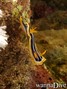 foto de buceo