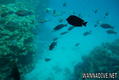 foto de buceo