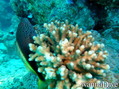 foto de buceo